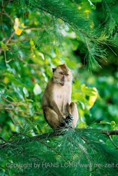 21 Thailand 2002 F1000007 Khao Lak Insel bei Krabi mit Affen_478